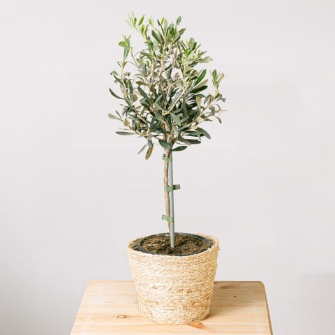Product photo for Pace mediterranea: mini ulivo