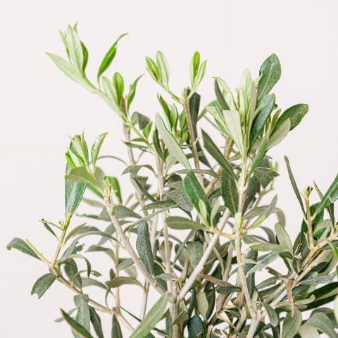 Pace mediterranea: mini ulivo highlight