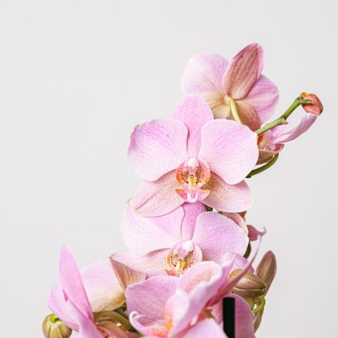 Canzone dolce: Orchidea rosa highlight
