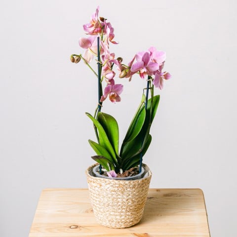 Canzone dolce: Orchidea rosa
