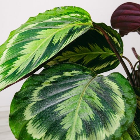 Danza esotica: Medaglione Calathea highlight
