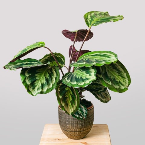 Danza esotica: Medaglione Calathea