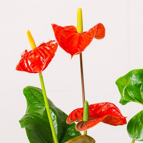 Vero affetto: Anthurium rosso highlight