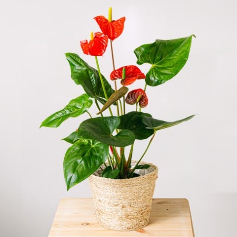 Vero affetto: Anthurium rosso