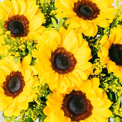 Melodia Dorata: Girasoli e Solidago highlight