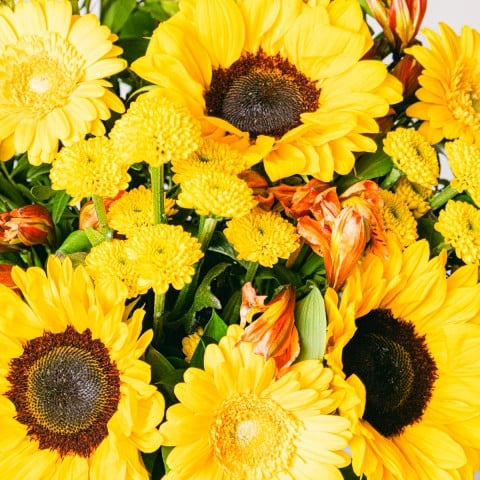 Seminyak: girasoli e crisantemi highlight