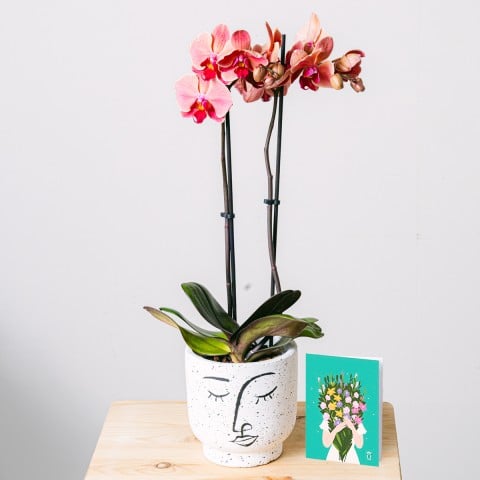 Tenerezza tropicale: orchidea, vaso di fiori e cartolina