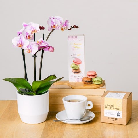 Orchidea del tè: Mini orchidea e tè