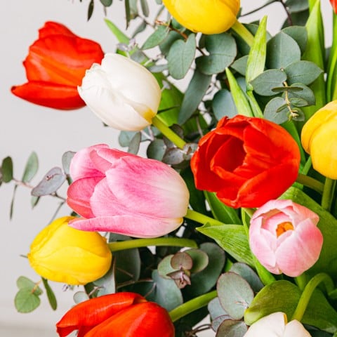 Arcobaleno: Tulipani Multicolore highlight