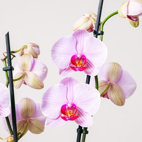 Orchidea del tè: Mini orchidea e tè highlight