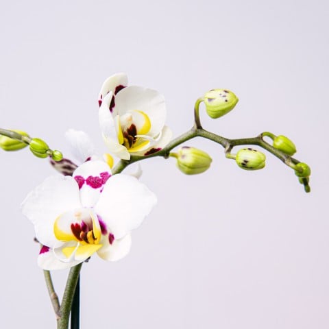Meraviglia Dolce: Selezione di Orchidea e Praliné highlight