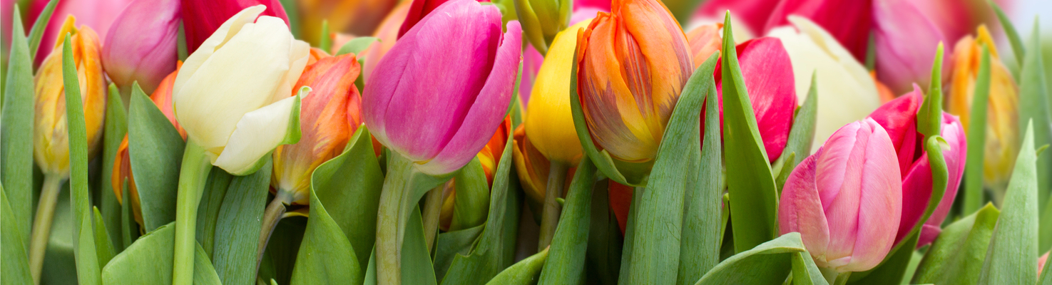 fiori personalità tulipani FIORI MAMME