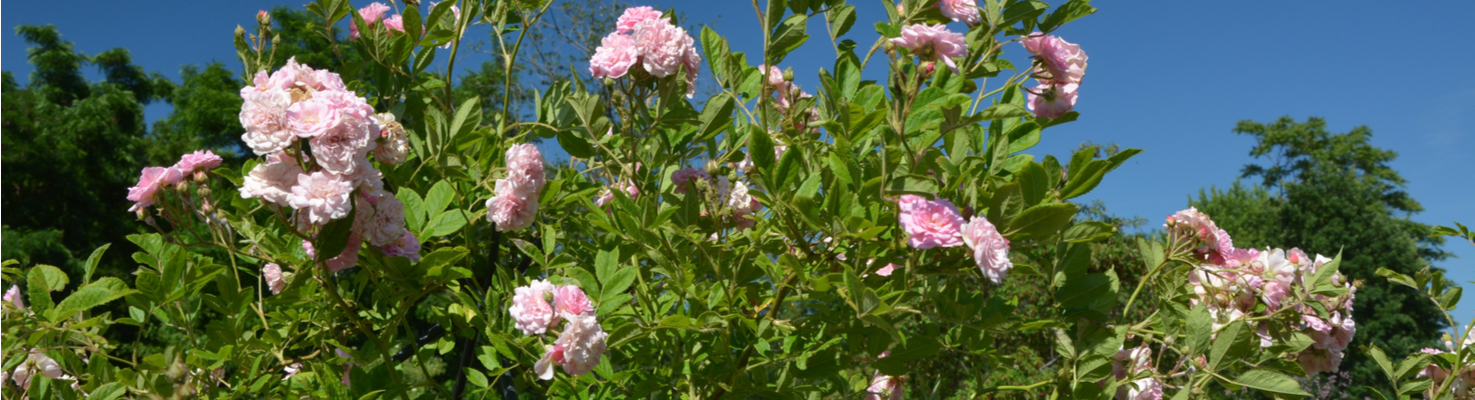 fiori della germania rose selvatiche