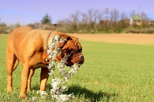 Come tenere lontano i cani dalle piante