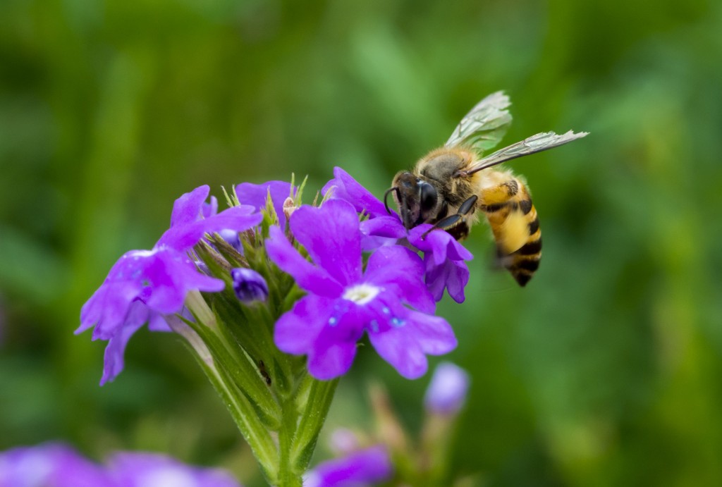 api sui fiori