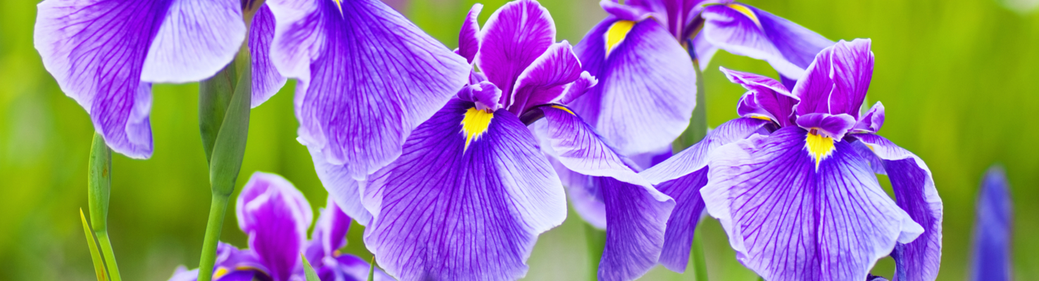 fiori iris personalità