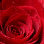 il significato dietro l'invio di 50 rose rosse a una donna