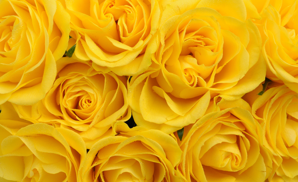 Significato del Colore delle Rose (2) ; significato fiori gialli