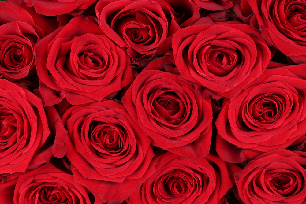 Significato del Colore delle Rose (3)