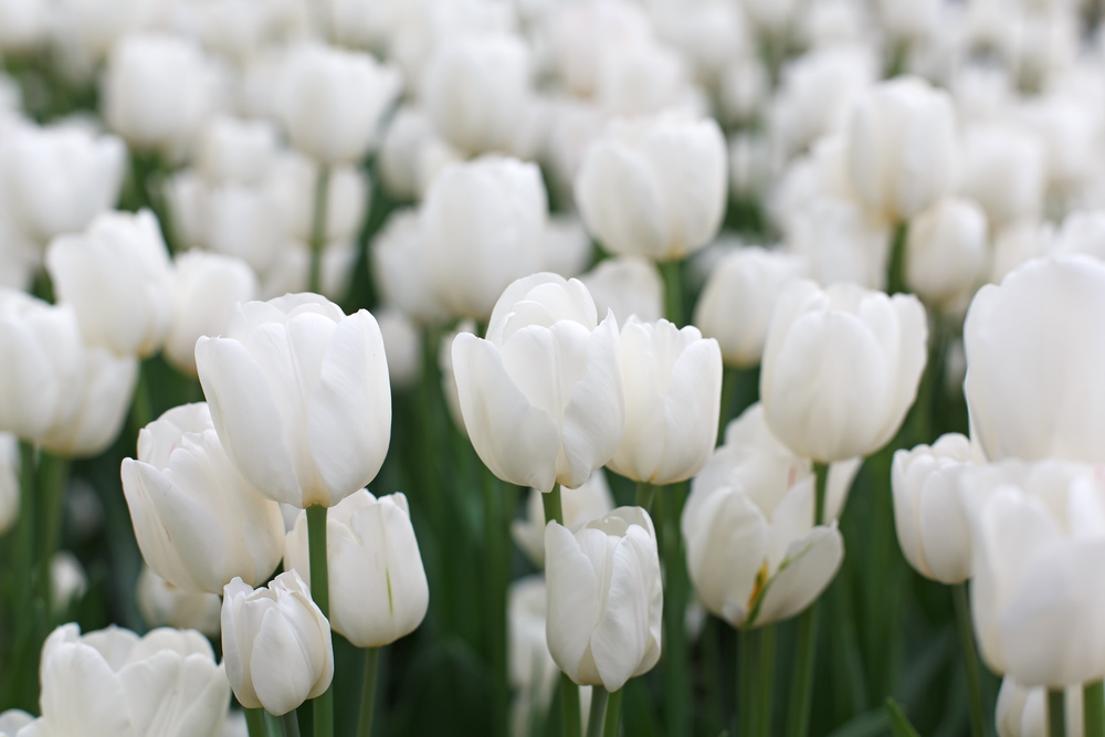 il significato dei fiori bianchi tulipani bianchi