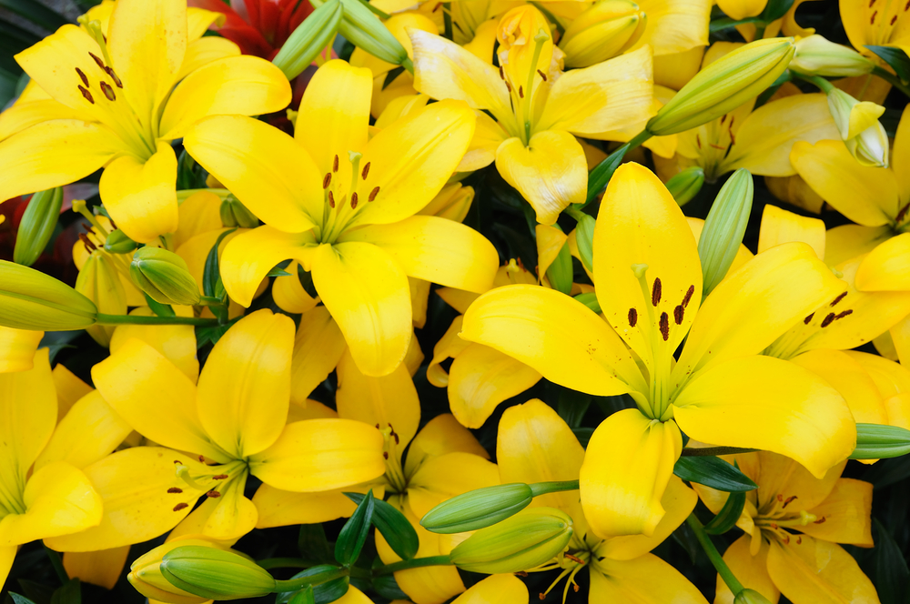 Qual è il significato dei fiori gialli?