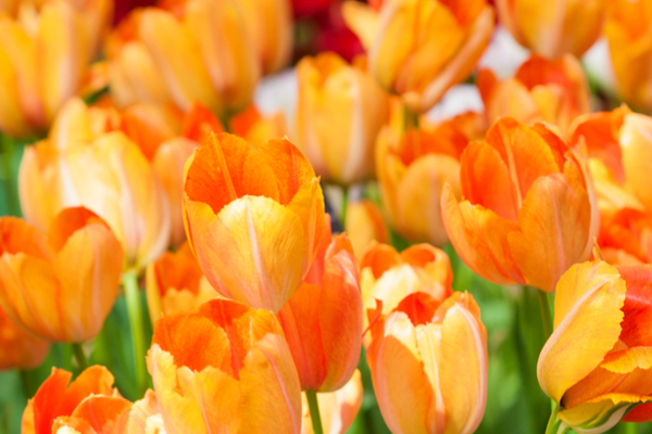 significato fiori arancioni tulipani