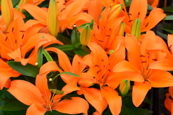 significato fiori arancioni gigli