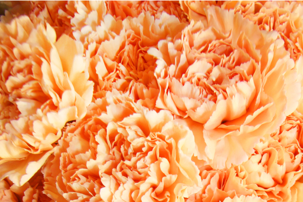 significato fiori arancioni garofani