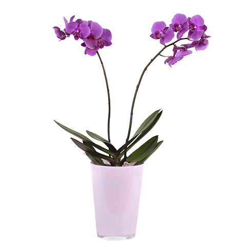 Orchidea Fuxia