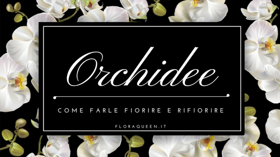 Fioritura delle Orchidee Come farle fiorire e rifiorire