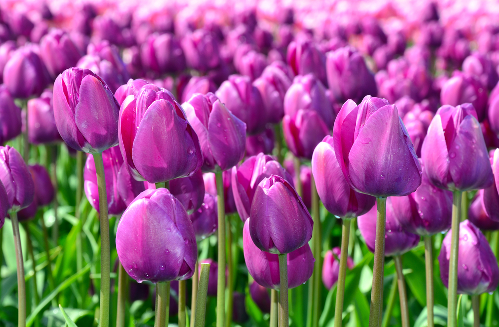 significato del tulipano viola