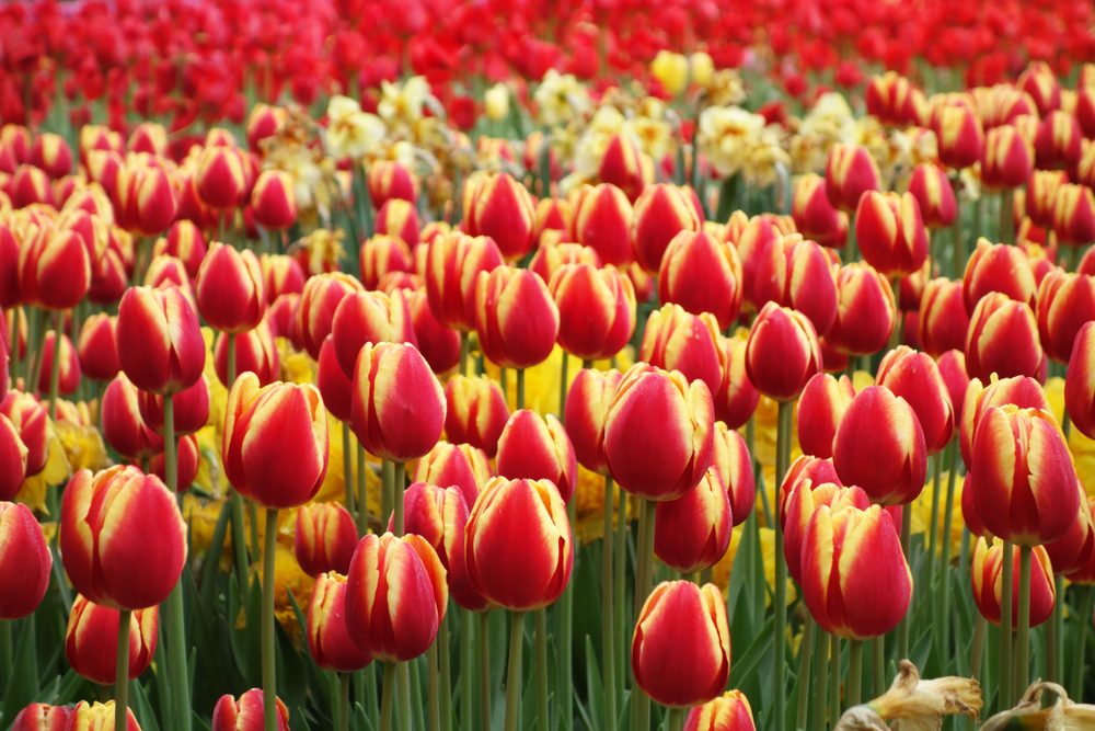 significato del tulipano striato