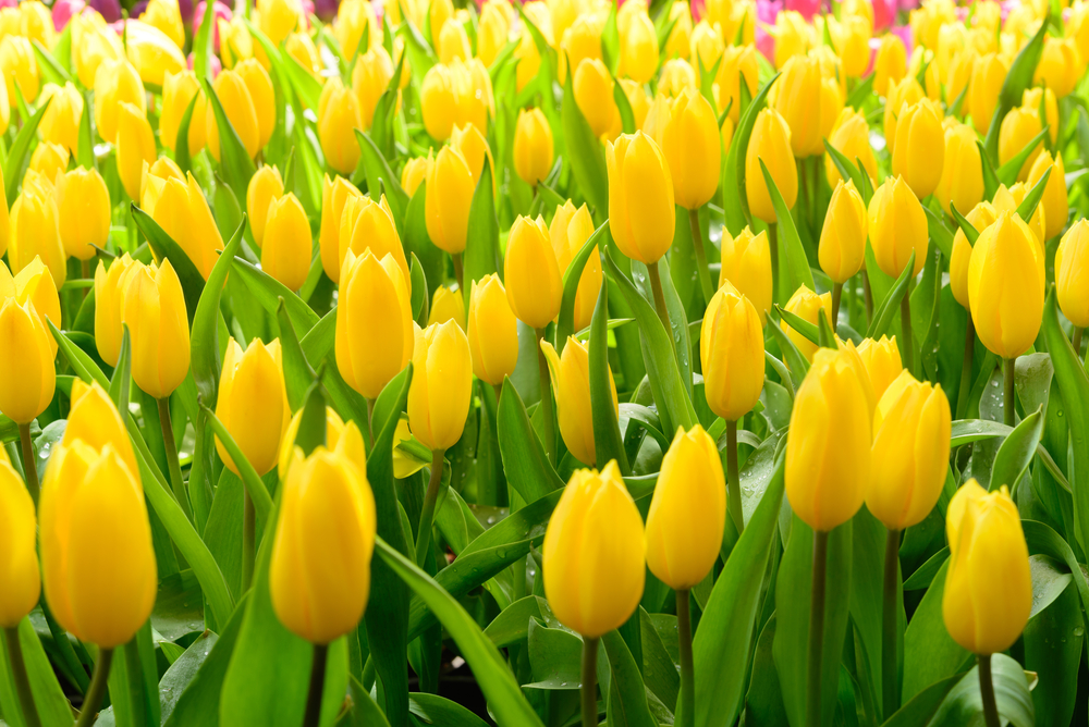 significato del tulipano giallo