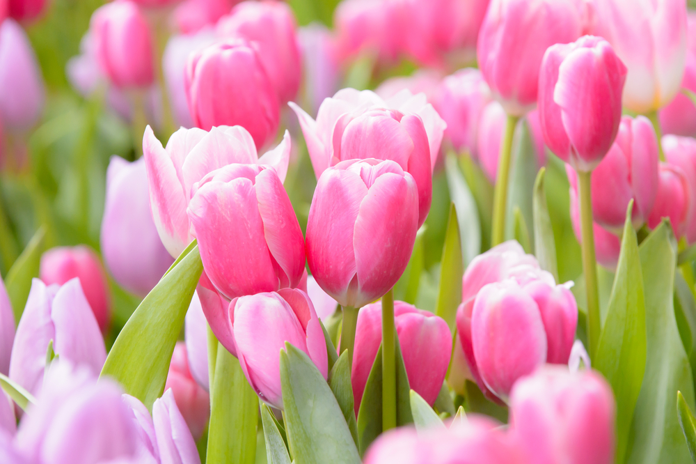 significato del tulipano rosa 