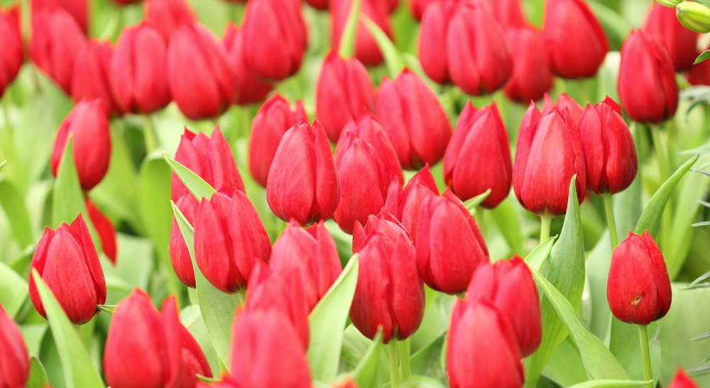 significato del tulipano rosso