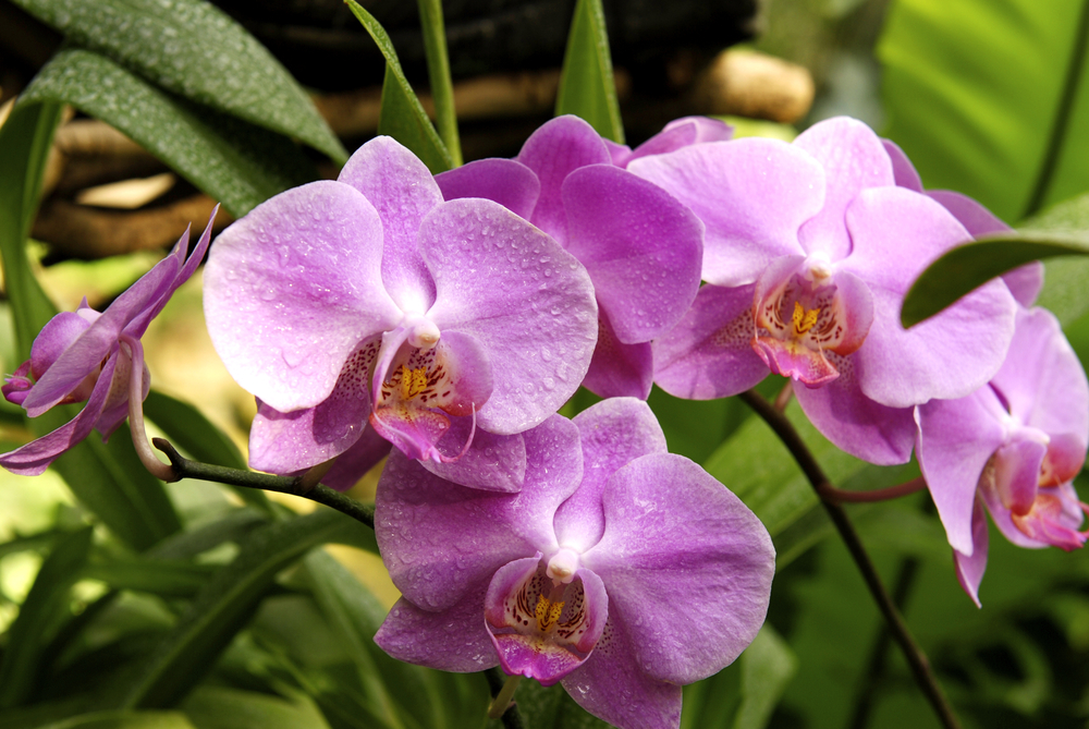 Fioritura delle Orchidee: Come farle fiorire e rifiorire