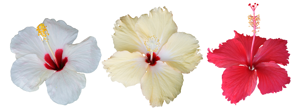 oroscopo e fiori - gemelli - ibisco - ibisco Isolato- fiori segni zodiacali - ibisco bianco- ibisco rosa - ibisco rosso