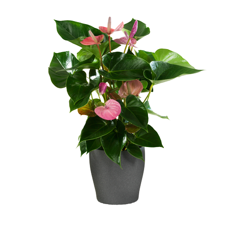 Anthurium Rosa