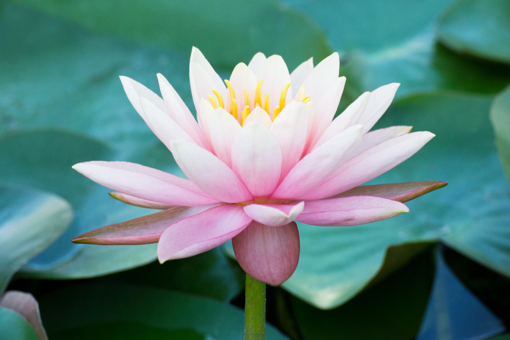 Gli antichi significati del fiore di loto ⋆ FloraQueen IT