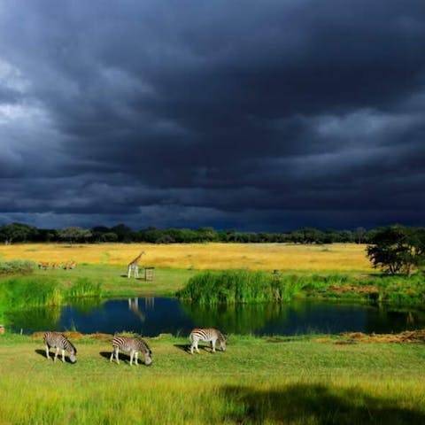 Celebrating Life With Flowers in Harare’s Streets - Flora Queen