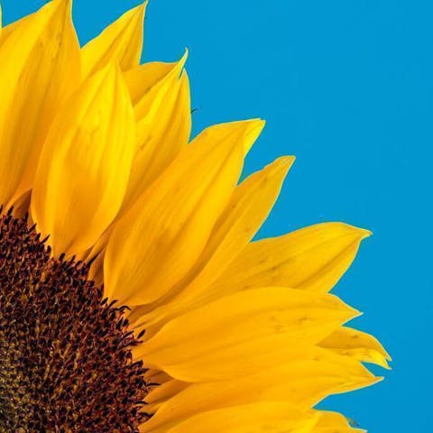 When Are Sunflowers in Season: A Guide to Enjoying Nature’s Golden Beauties - Flora Queen