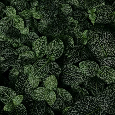 Top 15 Plants You Can’t Kill: Greenery for Every Gardener - Flora Queen