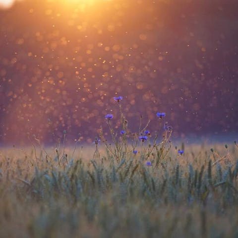 How to Get Rid of Gnats in Plants: A Comprehensive Guide - Flora Queen