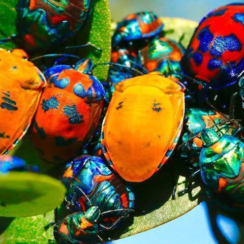 Plants That Keep Bugs Away: Natural Pest Repellents for Your Home - Flora Queen