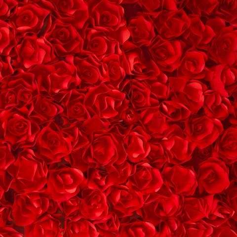 How Long Do Roses Last: A Complete Guide to Rose Lifespan - Flora Queen