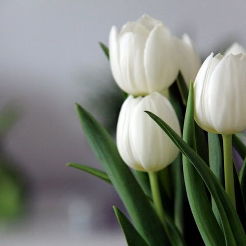 The Meaning of White Tulips: Symbolism and Significance - Flora Queen