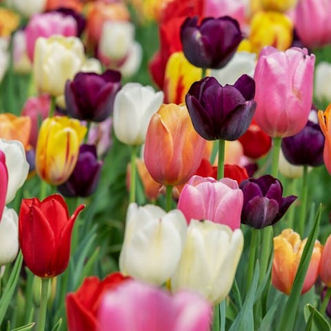 Are Tulips Perennial or Annual? Unveiling the Nature of Tulip Lifecycles - Flora Queen