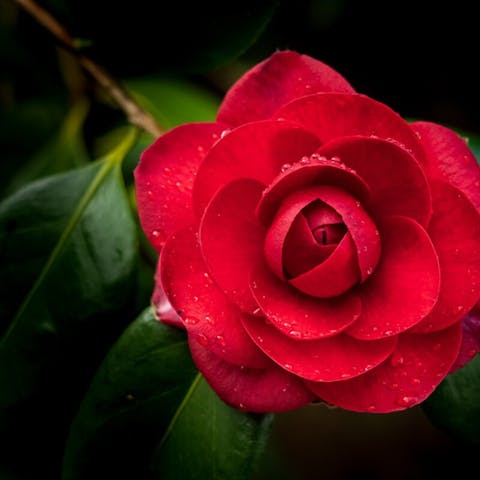 Unveiling the Meaning of Red Flowers - Flora Queen