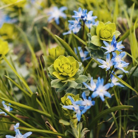 Unveiling the Meaning of Green Flowers - Flora Queen
