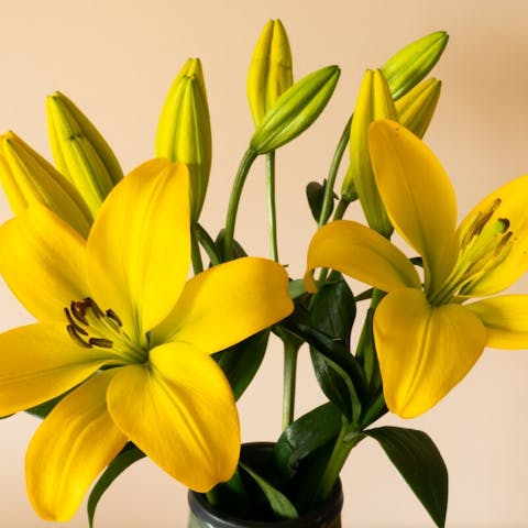 What Does a Yellow Flower Mean: Unraveling the Symbolism and Significance - Flora Queen